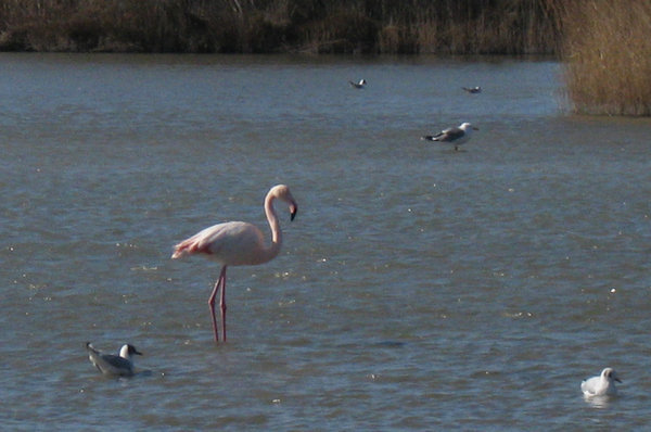 La Camargue