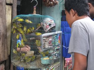 Pasar Ngasem: mercado de aves --- bird market