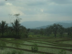 Arrozales de Java desde el tren --- Rice fields in Java from the train