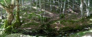 Hayedo --- Beech forest