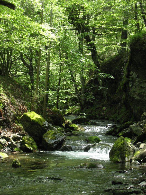 Hayedo --- Beech forest