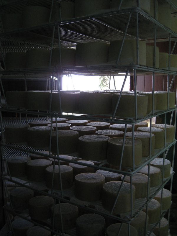 Quesos de Idiazabal --- Idiazabal cheeses