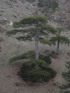 Troodos