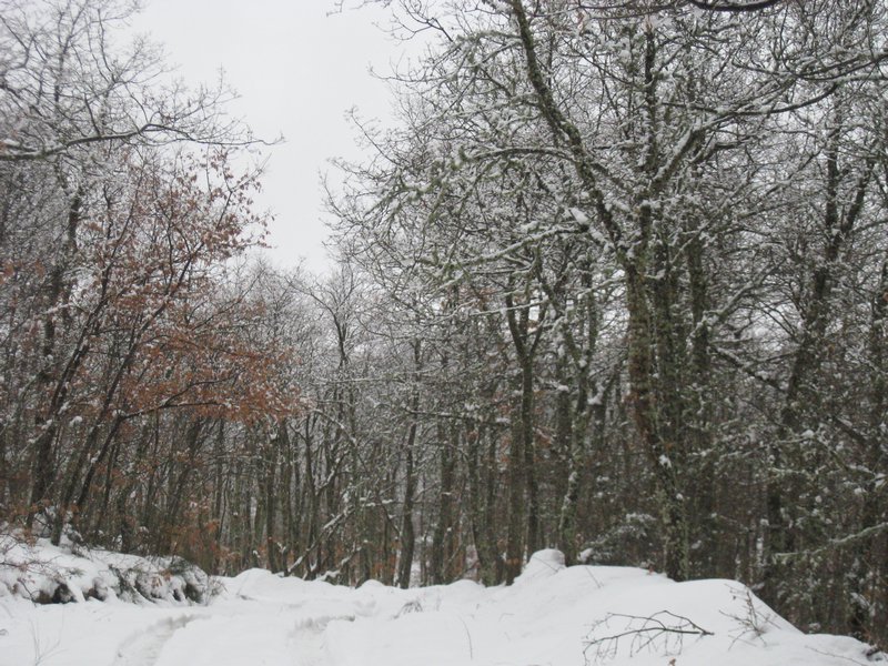Robledal --- Oak forest
