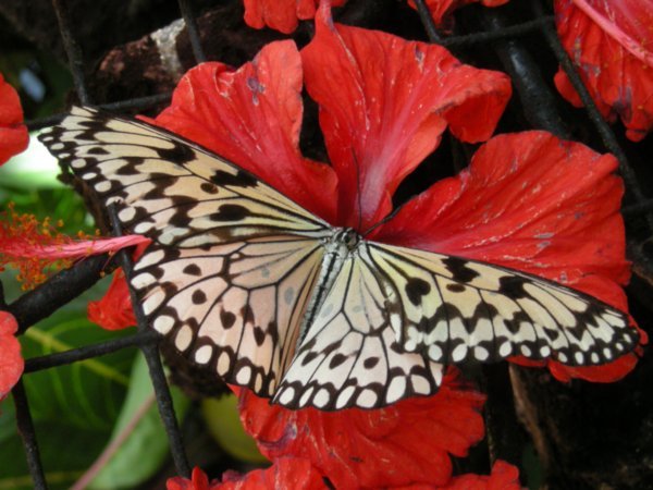 Buttefly Park - Penang