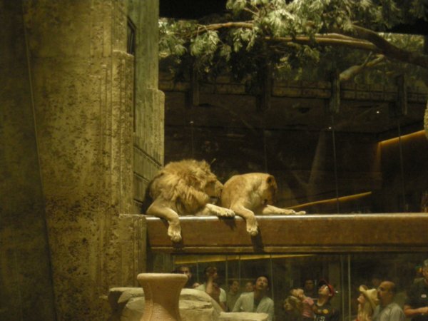 The Lions at the MGM Grand