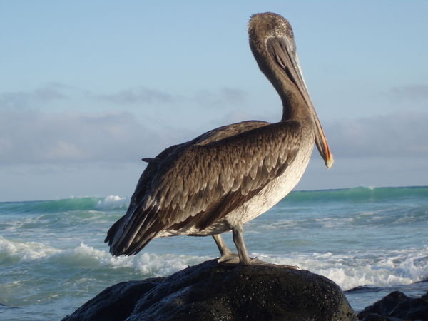 A Really Big Pelican
