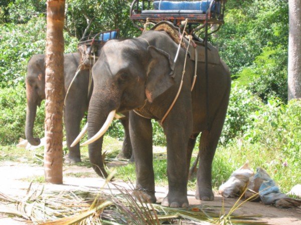 Elephant - Island tour