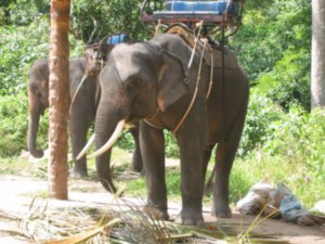 Elephant - Island tour