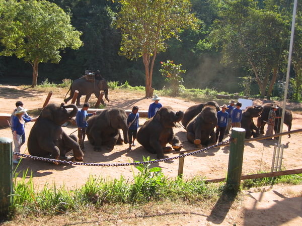 Elephant Camp 4