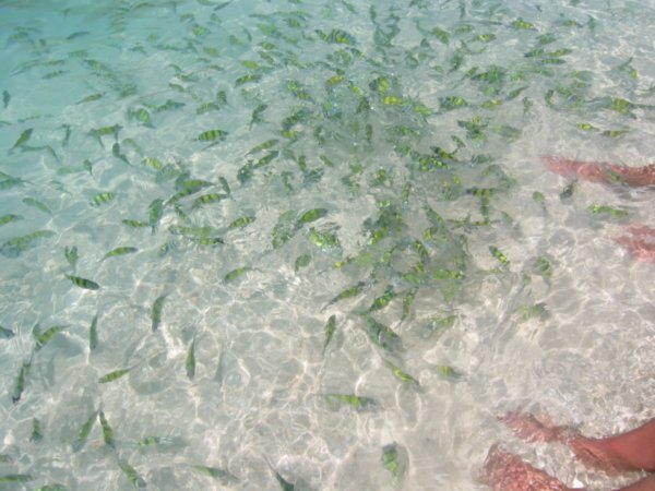 Colorful Fishes at Poda Island