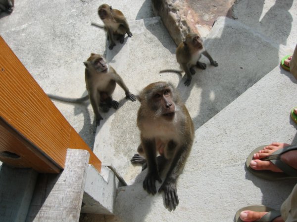 Monkeys from the view point