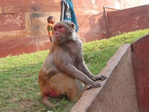 Monkey at Agra Fort