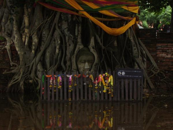 A famous image from one of the temples in Ayutthaya