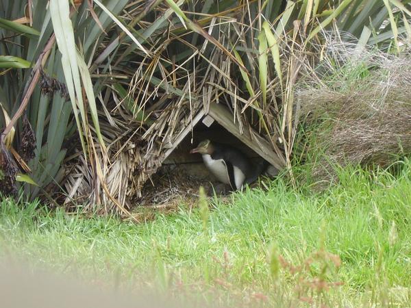 Yellow eyed penguin nesting box 