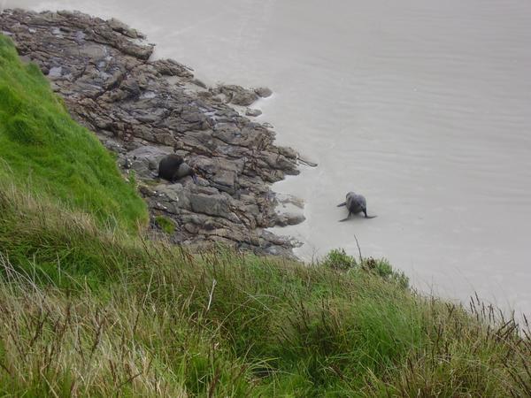 New Zealand fur seals at the otago peninsular