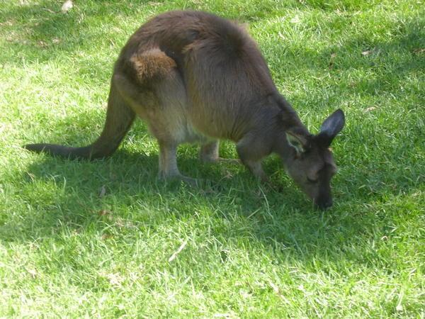 Native animal's of OZ 101: the Kangaroo