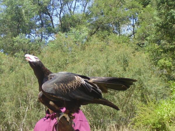 Native animals of OZ 101: the wedge tailed eagle