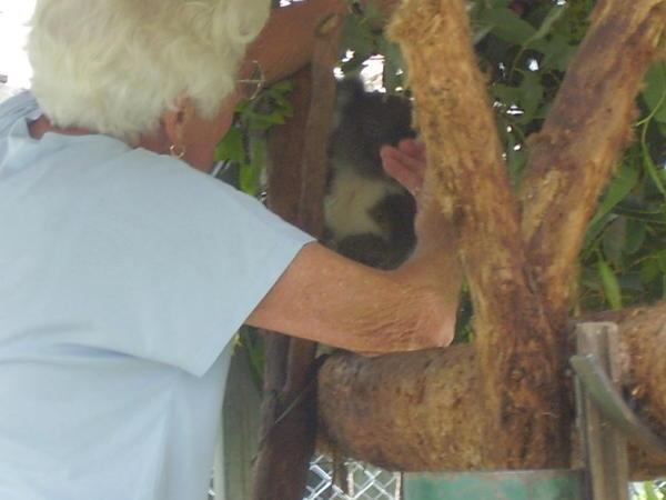 Koala's being cared for by volunteers at the koala hospital, Port m