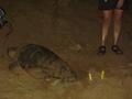 The female loggerhead turtle laying her eggs...