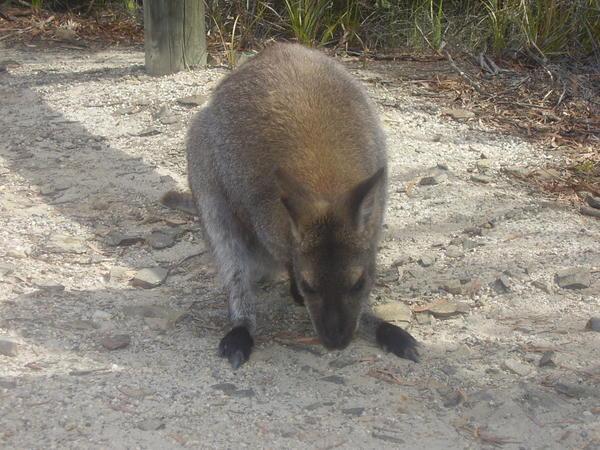 It's a wallaby!!!!