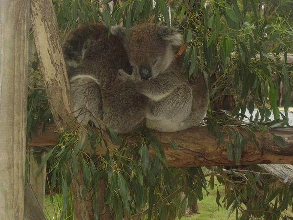 I know I've already shown you photo's of koala's but look at them!