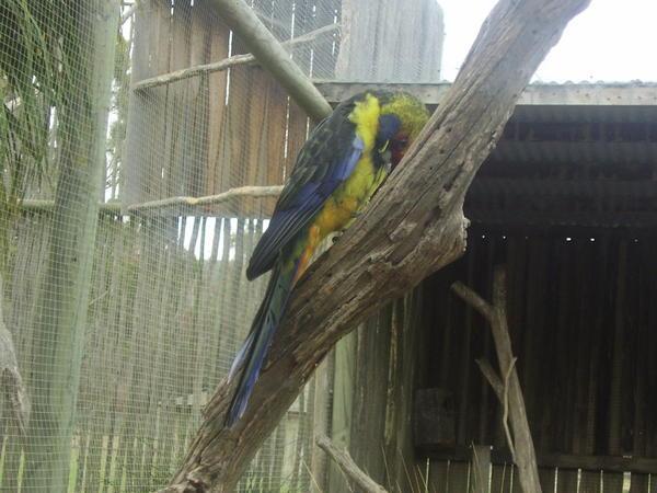 Just one of the beautifully coloured birds native to australia