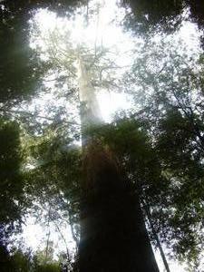 One of the tall trees on the tall trees walk