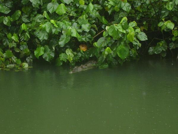 is it a croc, is it a log? Its a croc, its a croc!!!!!