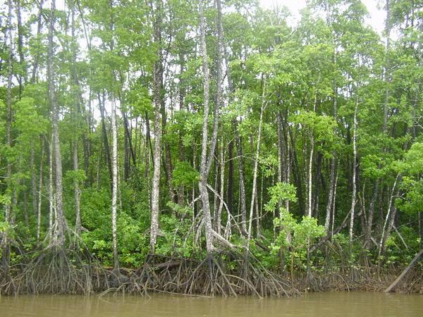Mangrove swamps on the daintree river