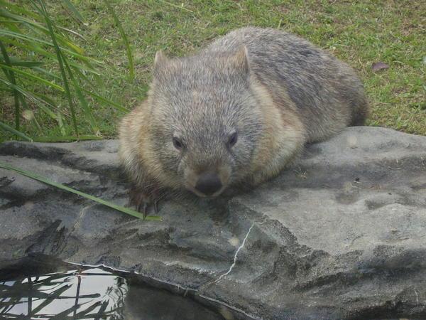 It's a wombat!!!!!(2)