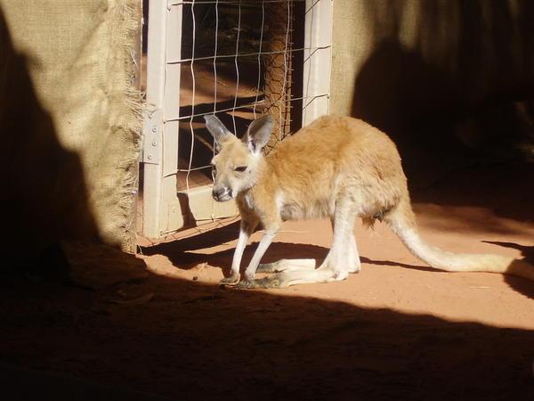 Brie the 6 month old Joey