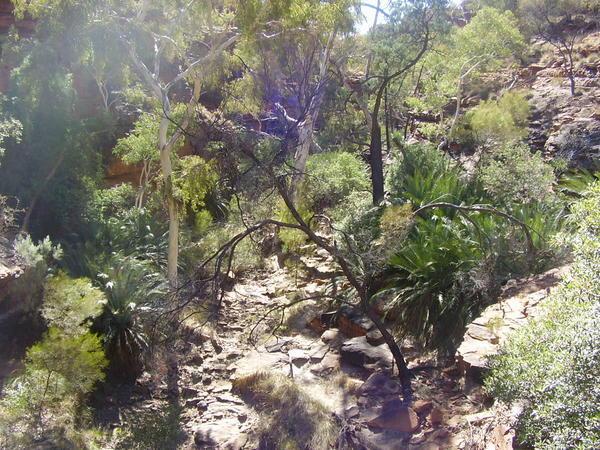 The garden of Eden at Kings Canyon