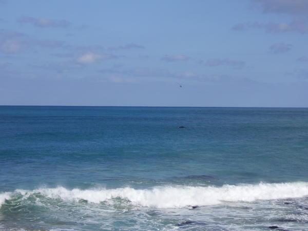 It's hard to see, and you may not believe me but that is a whale and her calf