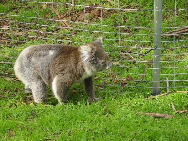 A wild koala, on the ground, trying to break through a fence for food