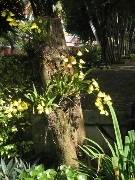 Orchid on palm tree