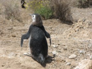 Favorite Penguin shot