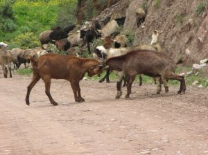 Male goats fighting for Sarah´s love