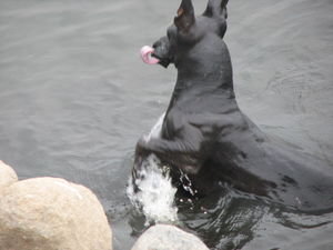 Hairless dog goes for a swim