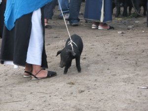 This little piggy went to the animal market