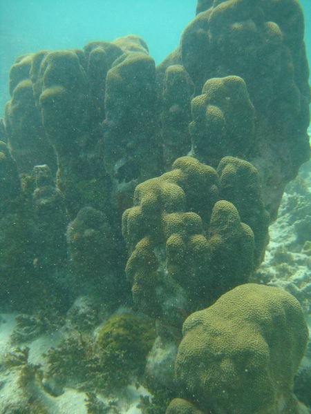 coral wall