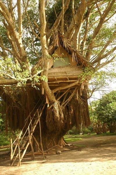 World's Awesomest Treehouse