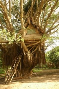 World's Awesomest Treehouse