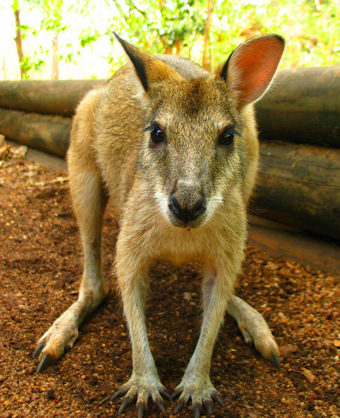 A Wallaby or something