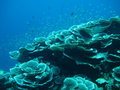 Coral of Christmas Island