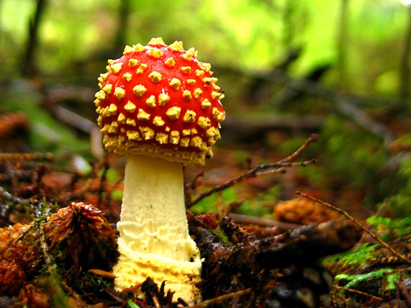 Fly Agaric (immature)