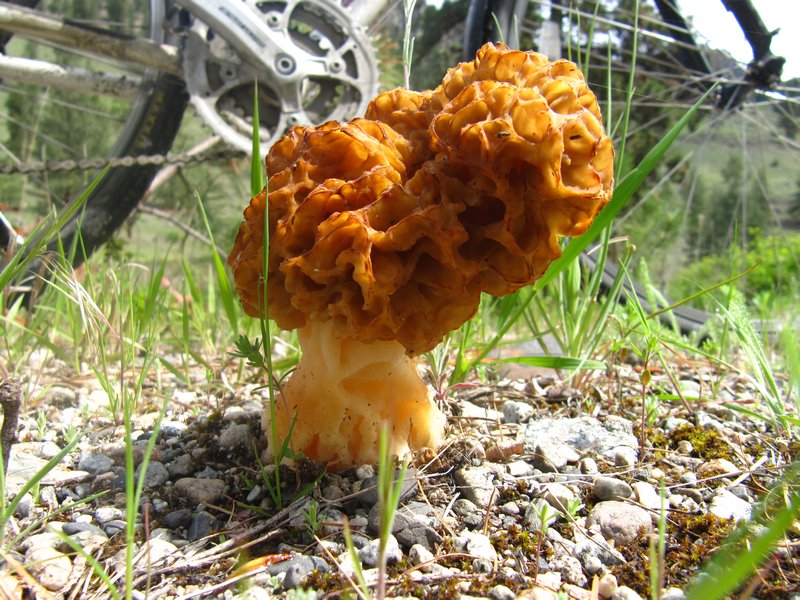 The Morel of the Story