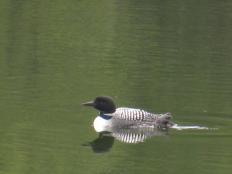 Crazy about loons