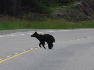 See Bear Run