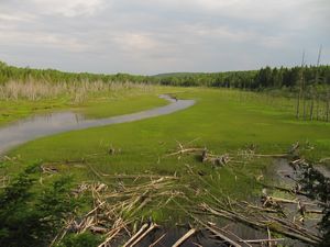 Petit Temis Marsh